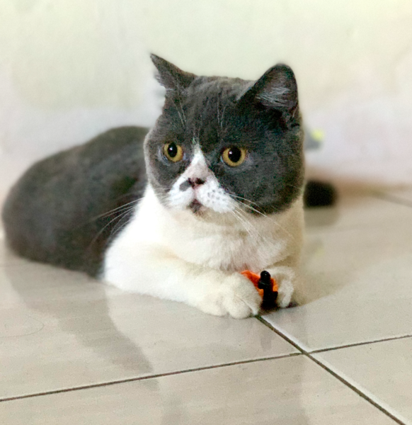 File:Ming Ming.png