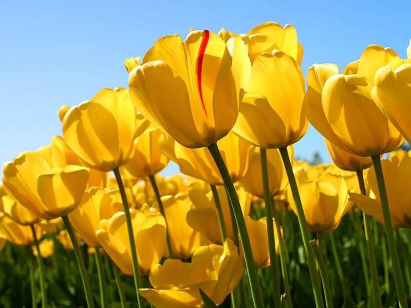 File:Tulips.jpg