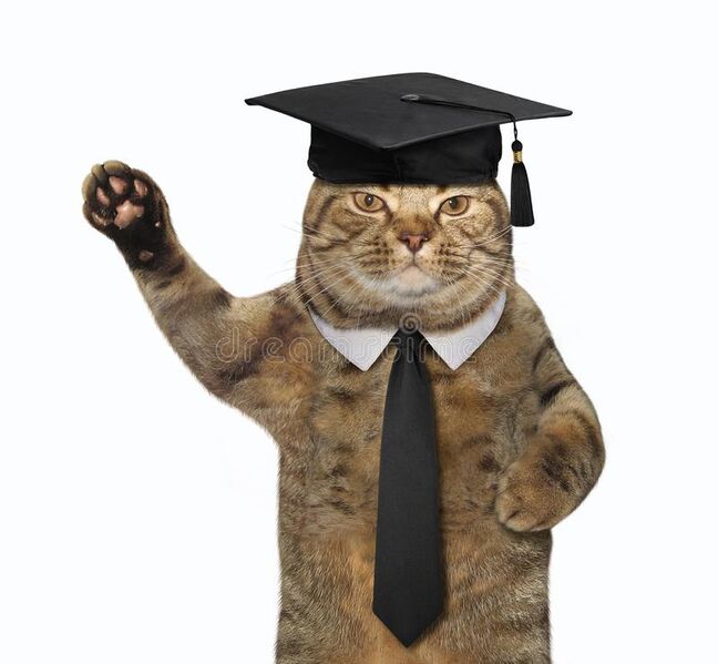 File:Catorange.jpg